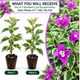 Set of 2 Blueberry Ice Bougainvillea Live Starter Plants 4–7 Inches ...