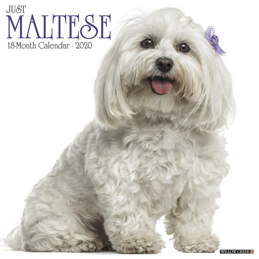 Just Maltese 2020 Wall Calendar (Dog Breed Calendar) (Other) - Walmart
