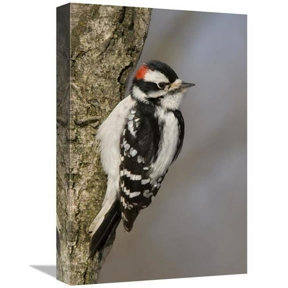 12 x 18 in. Downy Woodpecker Male, Kensington Metropark, Milford, Michigan Art Print - Steve Gettle