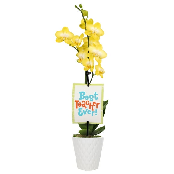 3" Petite Yellow Orchid in Evi White Planter – Best Teacher Ever