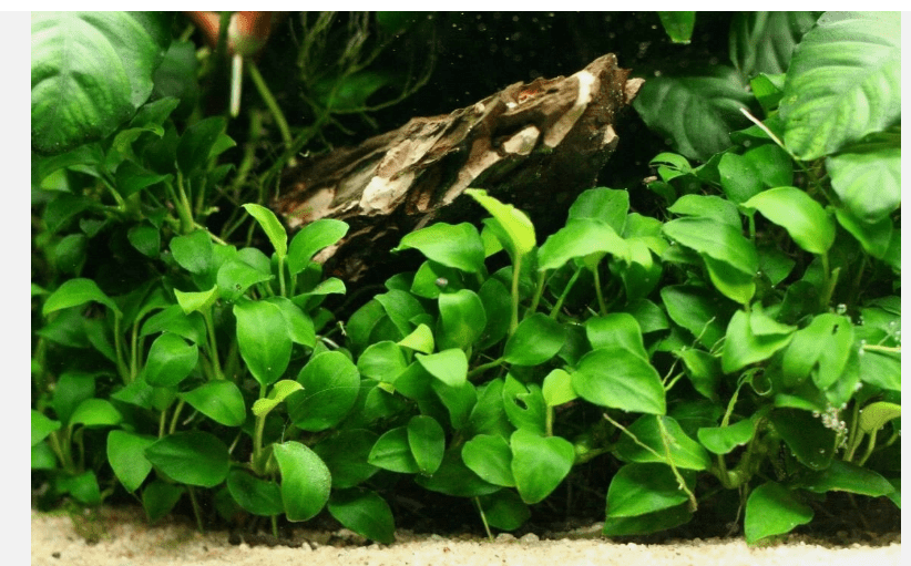 Anubias Barteri Round Leaf Live Aquarium Plant, Easy Freshwater Fish Tank Plant
