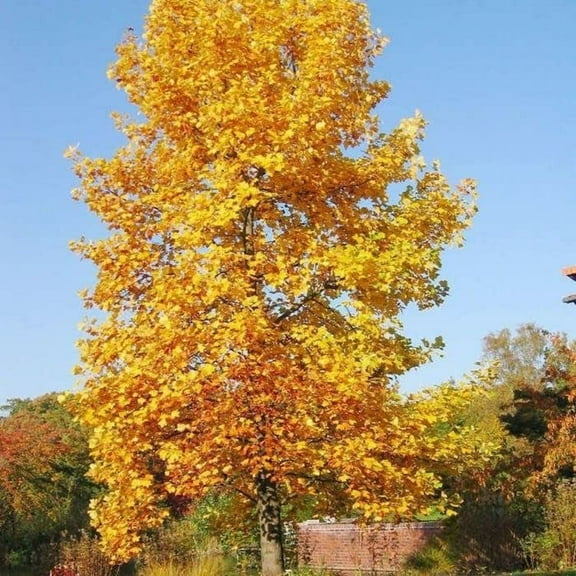 CZ Grain Tulip Poplar Tree Plant Seeds, Attracts Pollinators