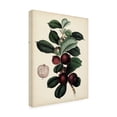 thumbnail image 2 of Vision Studio 'Antique Foliage and Fruit I' Canvas Art, 2 of 3