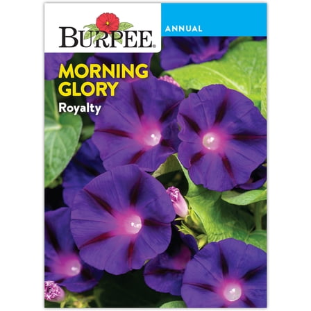 Burpee Royalty Morning Glory Flower Seed