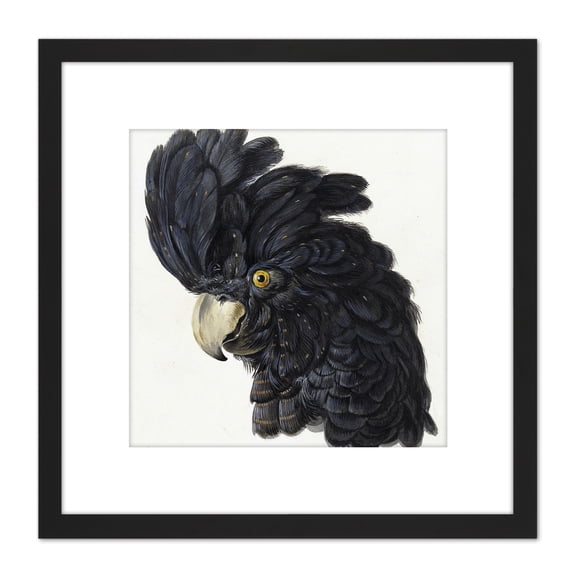 Schouman Head Cockatoo Parrot Bird Drawing 8X8 Inch Square Wooden Framed Wall Art Print Picture with Mount