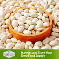 thumbnail image 6 of 2 Packs Fordhook Lima Bean Seeds - Butter Beans - Non-GMO Heirloom Annual Full Sun, 6 of 8