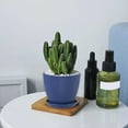thumbnail image 4 of 3.5 Inch Blue Plastic Plant Pots with Saucer & Drain Holes, Indoor/Outdoor Flower Pots for Succulents, Herbs, Cactus, Modern Decorative Garden Containers, 4 of 6