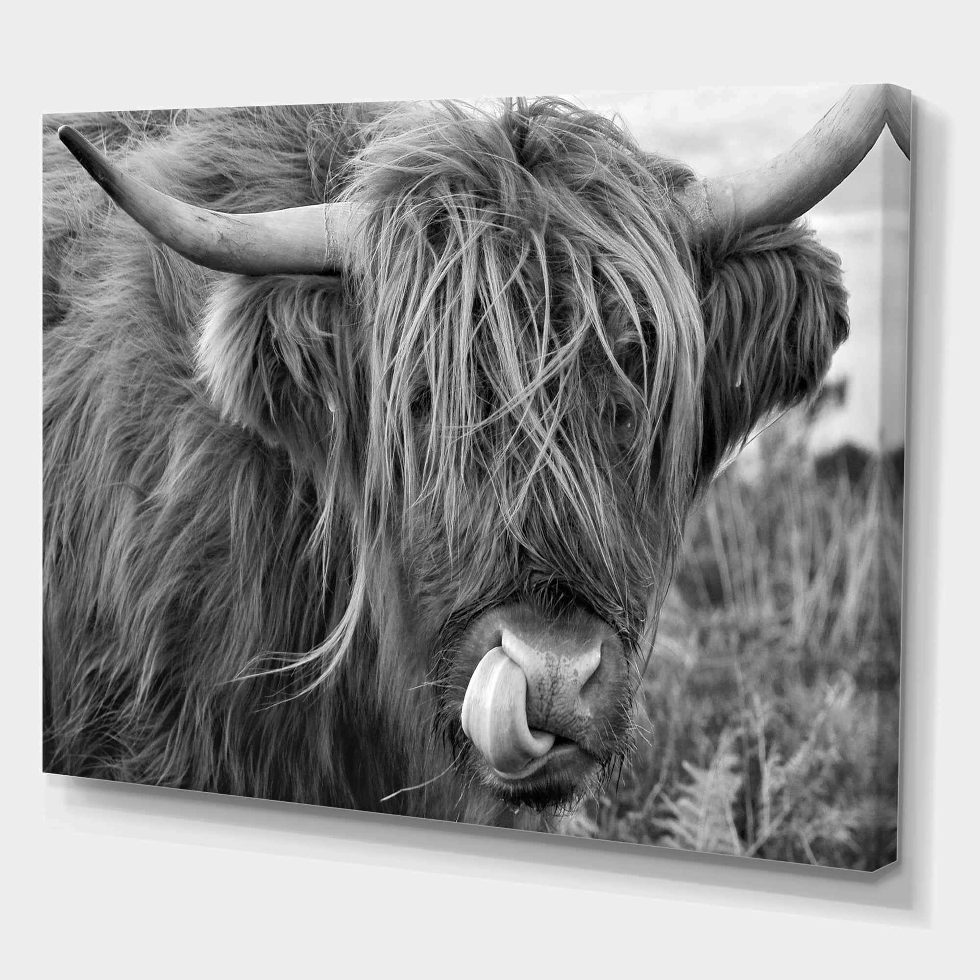 Designart ' Close Up Of Scottish Cow On Moorland II ' Farmhouse Canvas Wall Art Print