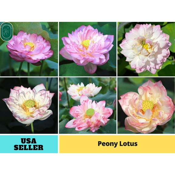 5 Rare Seeds| Peony Lotus Seeds - Indian Lotus (Nelumbo nucifera) Seeds - Flower Seeds - B3G1 #Q008