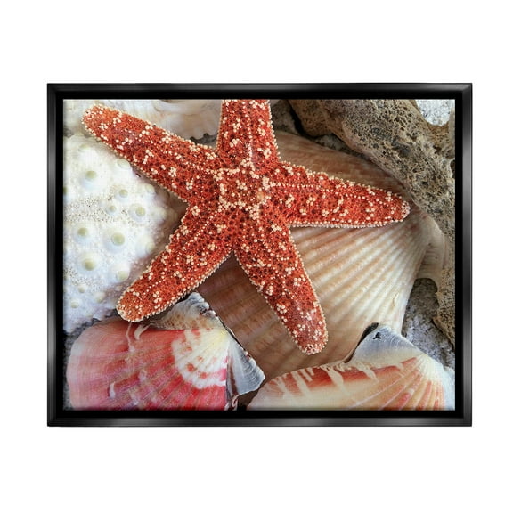 Stupell Industries Various Seashells Ashore Animals & Insects Photography Black Floater Framed Canvas Art Print Wall Art, 21 x 17