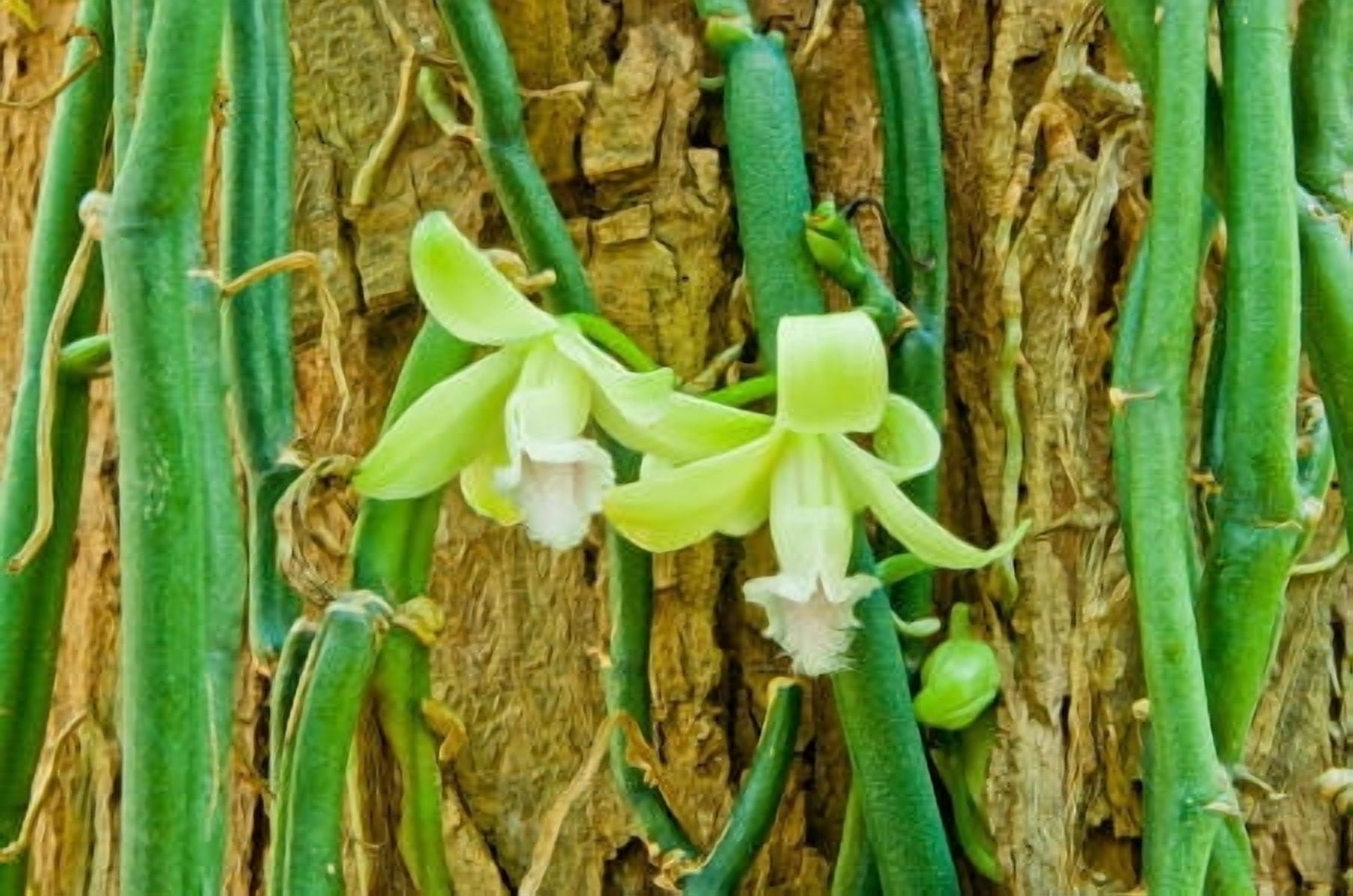 Vanilla 10 Fold Essential Oil 5 ml (1/6 fl oz) - 100% Pure and Natural by Silky Scents