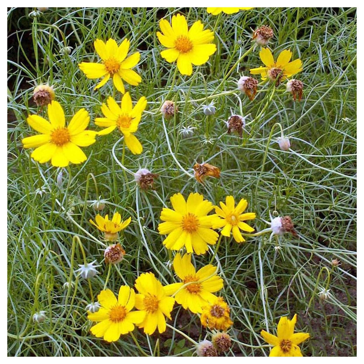 Everwilde Farms - 1/4 lb Greenthread Native Wildflower Seeds - Gold Vault Bulk Seed Packet