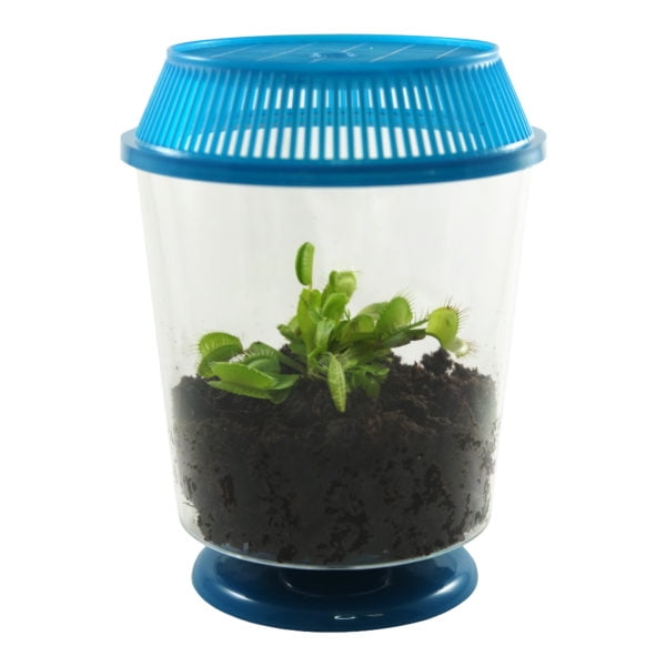 LIVE Adult Venus Flytrap Terrarium Kit 4' Pot: Perfect Gift for Nature Lovers