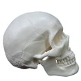 thumbnail image 3 of Modelo de esqueleto de cabeza anatómico humano adulto de tamaño natural Modelo anatómico de cráneo humano, 3 of 5