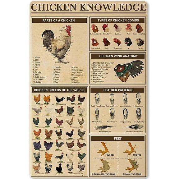 NOBRAND Chicken Breeds of the World Infographics Retro Metal Tin Sign, 8" x 12"