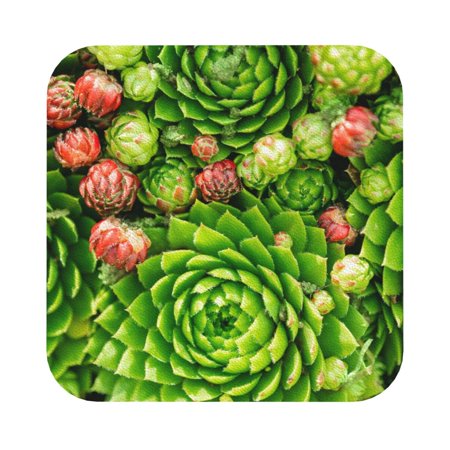 

Disketp Cactus And Succulents Funny Coasters 6 Pcs Leather Coasters with Holder Perfect Housewarming Hostess Gifts Protect Furniture from Water Marks Scratch and Damage Square