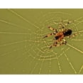 thumbnail image 2 of OBrien, Jay 14x12 White Modern Wood Framed Museum Art Print Titled - PA, Churchville Nature Center Spider on web, 2 of 4