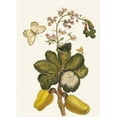 thumbnail image 2 of Maria Sibylla Merian 11x14 Gold Ornate Wood Frame and Double Matted Museum Art Print Titled - Caschou (1705), 2 of 4