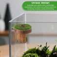thumbnail image 3 of Jumping Spider Accessories: Magnetic Hideout – Handmade Walnut – for Enclosures & Small Pets (Tarantulas/Geckos) – Climbing Spot, 3 of 6
