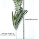 thumbnail image 2 of 3 plantas artificiales de 23,6 pulgadas, Chlorophytum Comosum, flor de seda artificial, planta artificial colgante grande, decoración para jardín familiar y oficina., 2 of 5