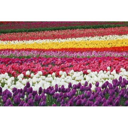 Wooden Shoe Tulip Tulip Fields, Wooden Shoe Tulip Farm, Woodburn Oregon, United States Print Wall Art By Craig Tuttle ()