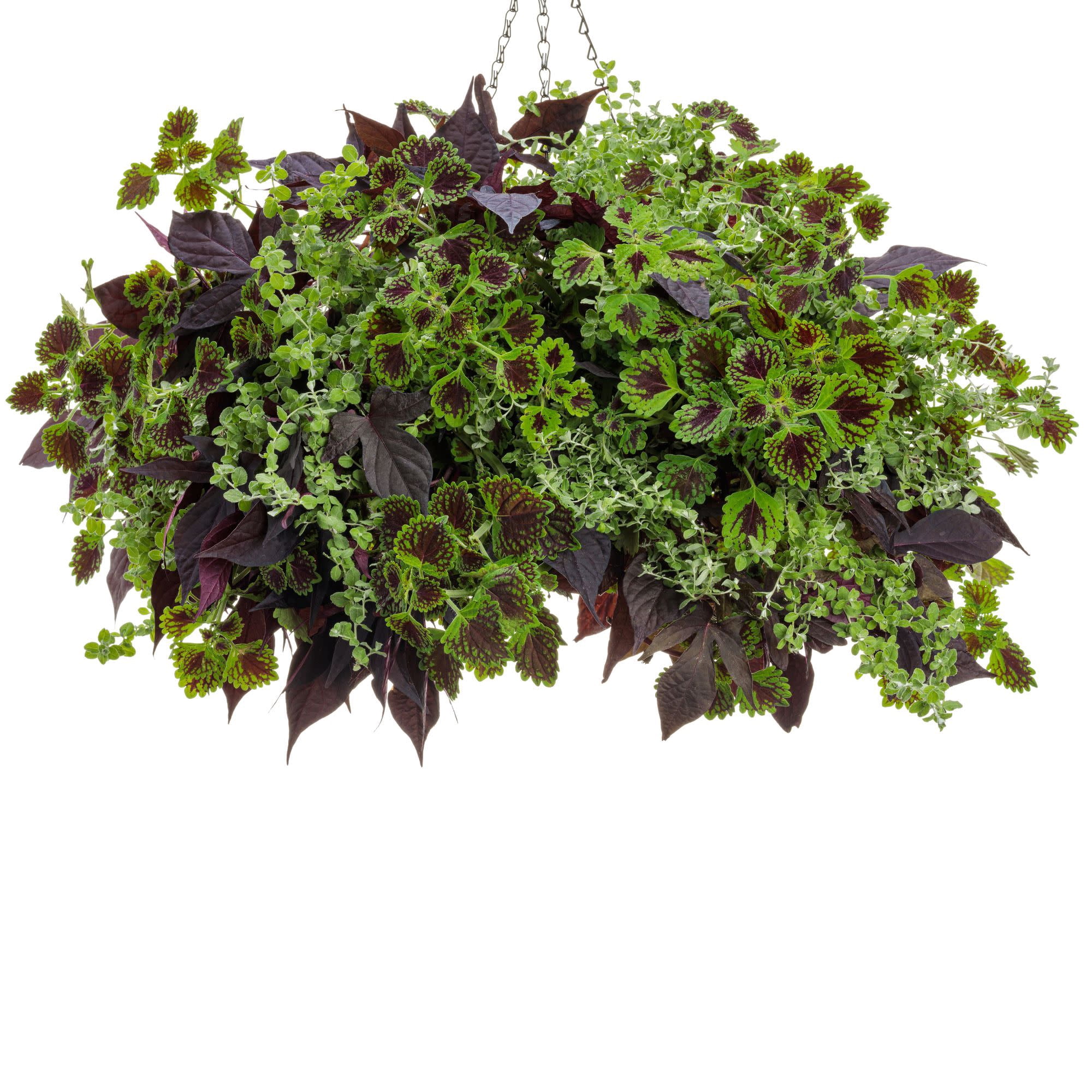 Proven Winners 4" Petite Licorice Licorice Plant Live Plant in 4.25" Pot (4 Count)