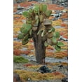 thumbnail image 2 of Jones, Adam 17x24 Black Ornate Wood Framed with Double Matting Museum Art Print Titled - Carpet weed along with Opuntia prickly pear cactus-South Plaza Island-Galapagos Islands-Ecuador, 2 of 4