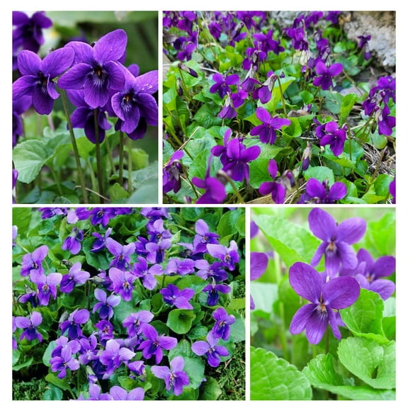 300  Perennial Sweet Violet Flower Seeds MVR1 for Planting Outdoors Non-GMO Heirloom
