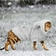 thumbnail image 3 of Suéter cálido y cómodo para perros Sudadera con capucha cálida para perros de invierno MFZFUKR CPB-US-FXT523-2, 3 of 6