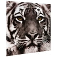 thumbnail image 3 of Empire Art Direct Eye of the Tiger Frameless Free Floating Tempered Glass Panel Graphic Wall Art, 38" x 38" x 0.2", Ready to Hang, 3 of 9