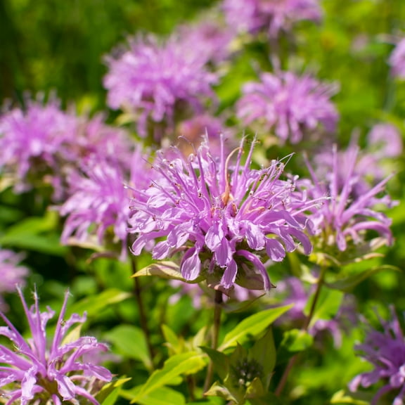 Earthcare Seeds - Wild Bergamot Bee Balm 1,000 Seeds (Monarda fistulosa) Heirloom - Open Pollinated - Native Wildflower