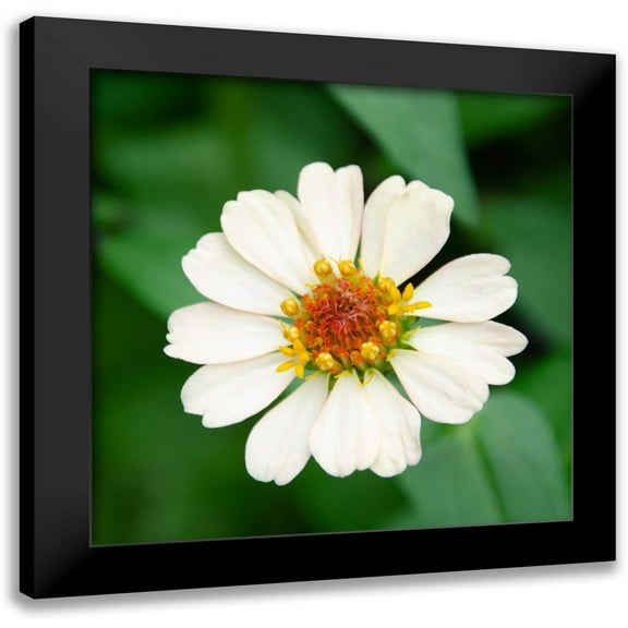 DeNardo, Laura 12x12 Black Modern Framed Museum Art Print Titled - Cropped Garden Flowers I