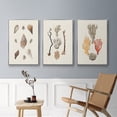 thumbnail image 5 of Knorr Shells & Coral IV - Framed Premium Gallery Wrapped Canvas L Frame 3 Piece Set - Ready to Hang, 5 of 9