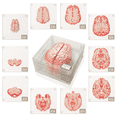 thumbnail image 1 of Neuroscience Gifts, Anatomically Accurate 3D Brain Coasters for Medical Student Gifts, Human Anatomy Gifts Brain Decor Anatomic Brain Specimen Coasters, 1 of 5