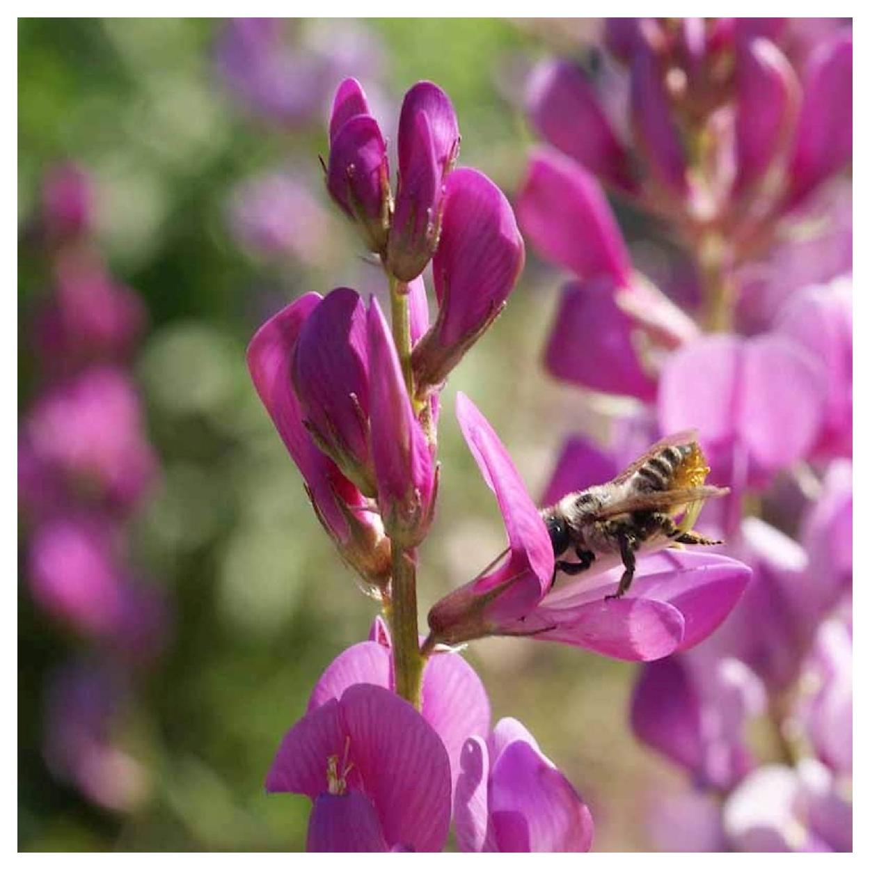 Everwilde Farms - 1 lb Utah Sweetvetch Native Wildflower Seeds - Gold Vault Bulk Seed Packet