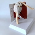 thumbnail image 3 of Shoulder Joint Model - Human Shoulder Joint With Muscle Anatomy Model, 3 of 4