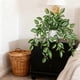 thumbnail image 5 of Hogar y cocina, Decoración del hogar, Adornos, Plantas verdes artificiales Simulación en maceta Hogar Oficina Hotel Decoración Plantas verdes Decoración del hogar Plantas artificiales, Planta artifici, 5 of 6