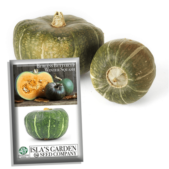 Burgess Buttercup Winter Squash Seeds for Planting, 25  Heirloom Seeds Per Packet, (Isla's Garden Seeds), Non GMO Seeds, Botanical Name: Cucurbita Maxima, Great Home Garden Gift