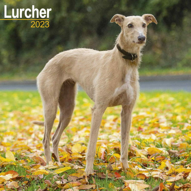 how much exercise does a lurcher need everyday