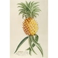 thumbnail image 3 of Georg Dionysius Ehret 17x24 Black Modern Framed Museum Art Print Titled - Pineapple (1750-1773), 3 of 5