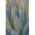 thumbnail image 2 of Mahan, Kathy 23x32 Gold Ornate Wood Framed with Double Matting Museum Art Print Titled - California Agave I, 2 of 4