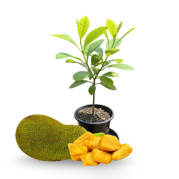 Edible Jackfruit Plant, Live Jack Fruit Tree 6 Inches Starter, Tropical Plant for Gardens and Patios