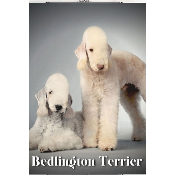 Bedlington Terrier : Dog breed overview and guide (Paperback)