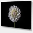 thumbnail image 2 of Fleur de Dahlia Isolée en Noir, 2 of 3