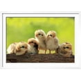 thumbnail image 2 of Group of Babies Chickens on Nature Background, Framed Art Print Wall Art by PCHT Sold by Art.Com, 2 of 6