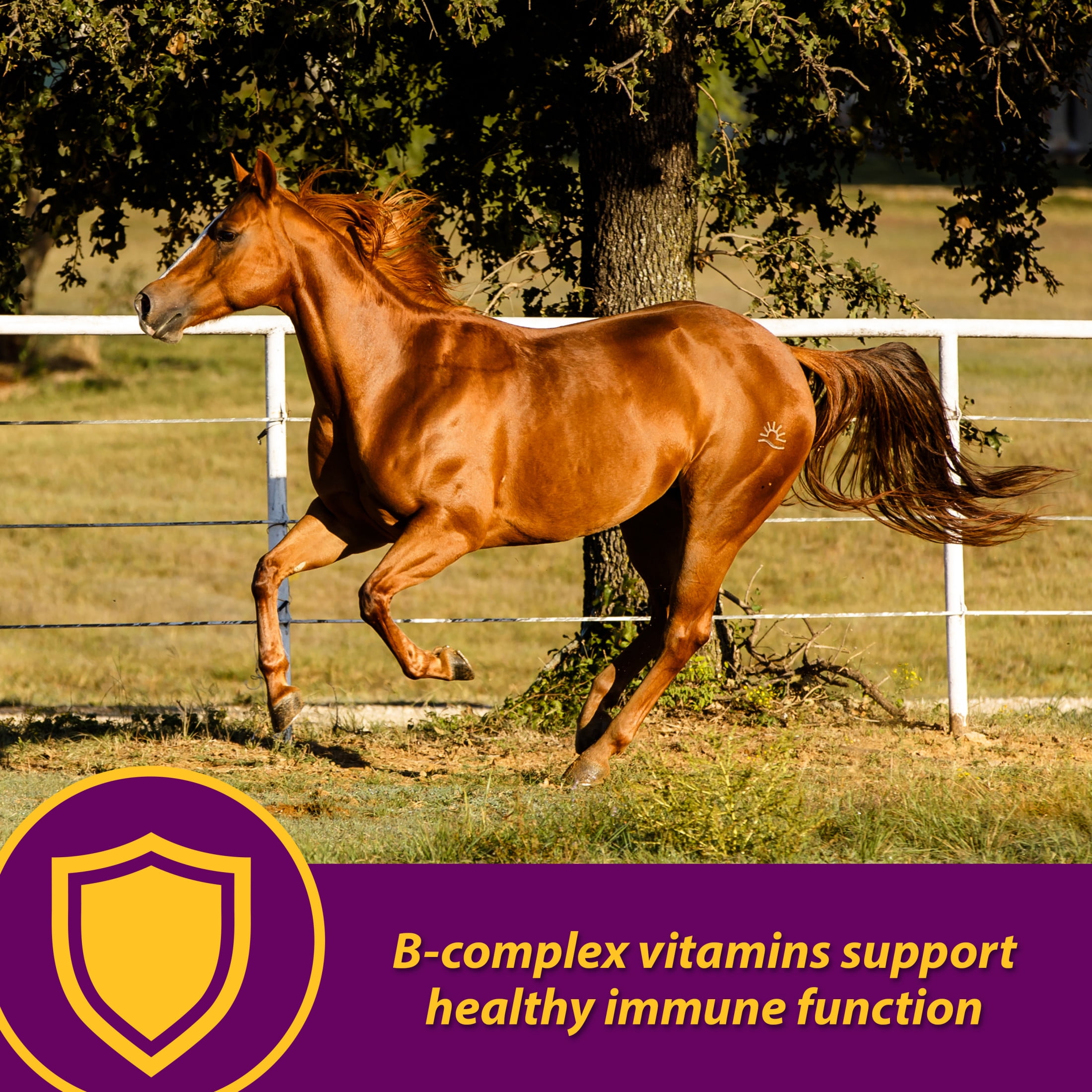 (4 pack) Horse Health Red Cell Vitamin-Iron-Mineral 32 oz 16 Day Supply