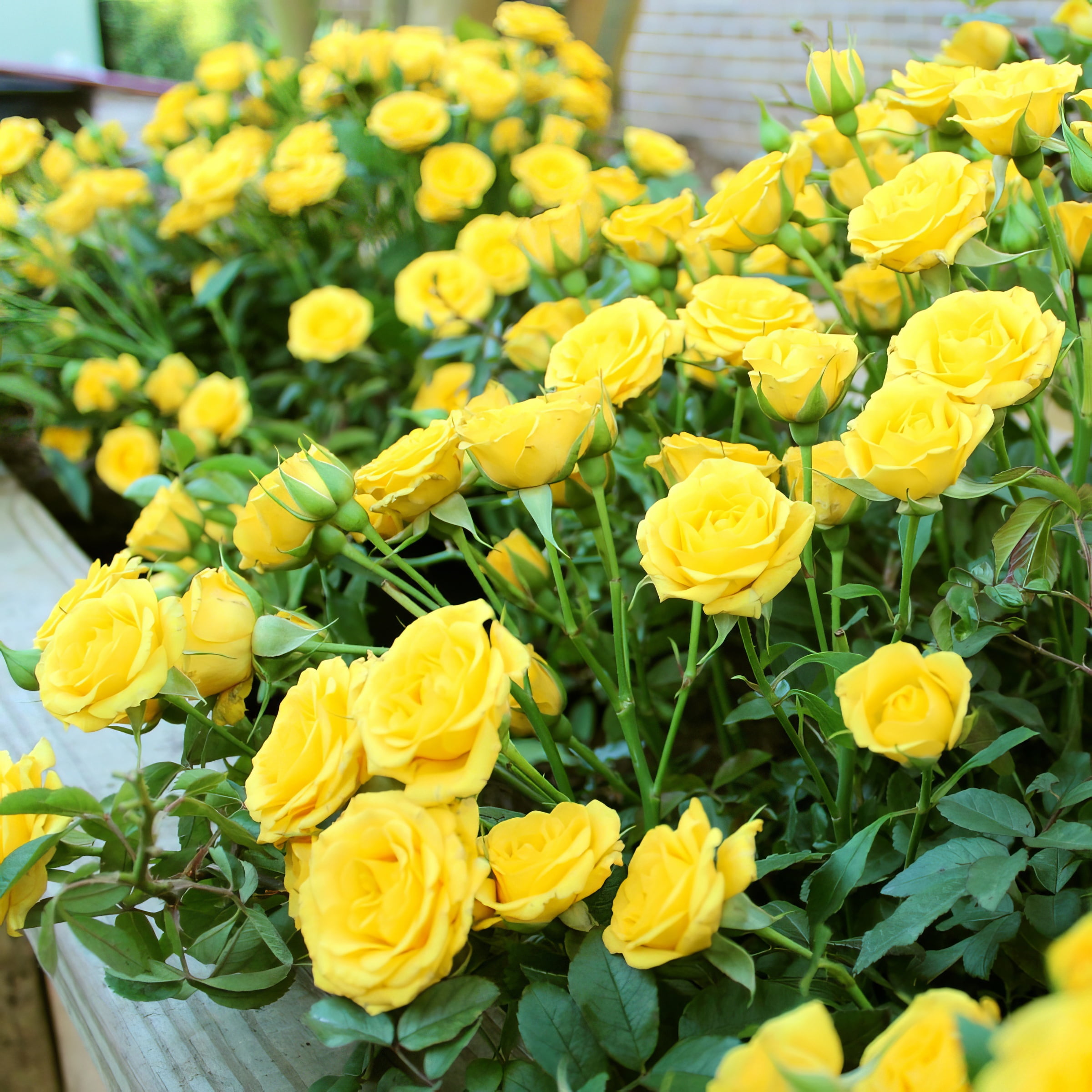 National Plant Network Live Shrub 4" Mini Rose Rise and Shine (3-Pack) with Full SUnlight