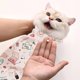 thumbnail image 2 of Gato Grooming Wrap: Envoltura autoadherente para cortar las uñas de los gatos Herramienta multifuncional para mascotas, 2 of 4