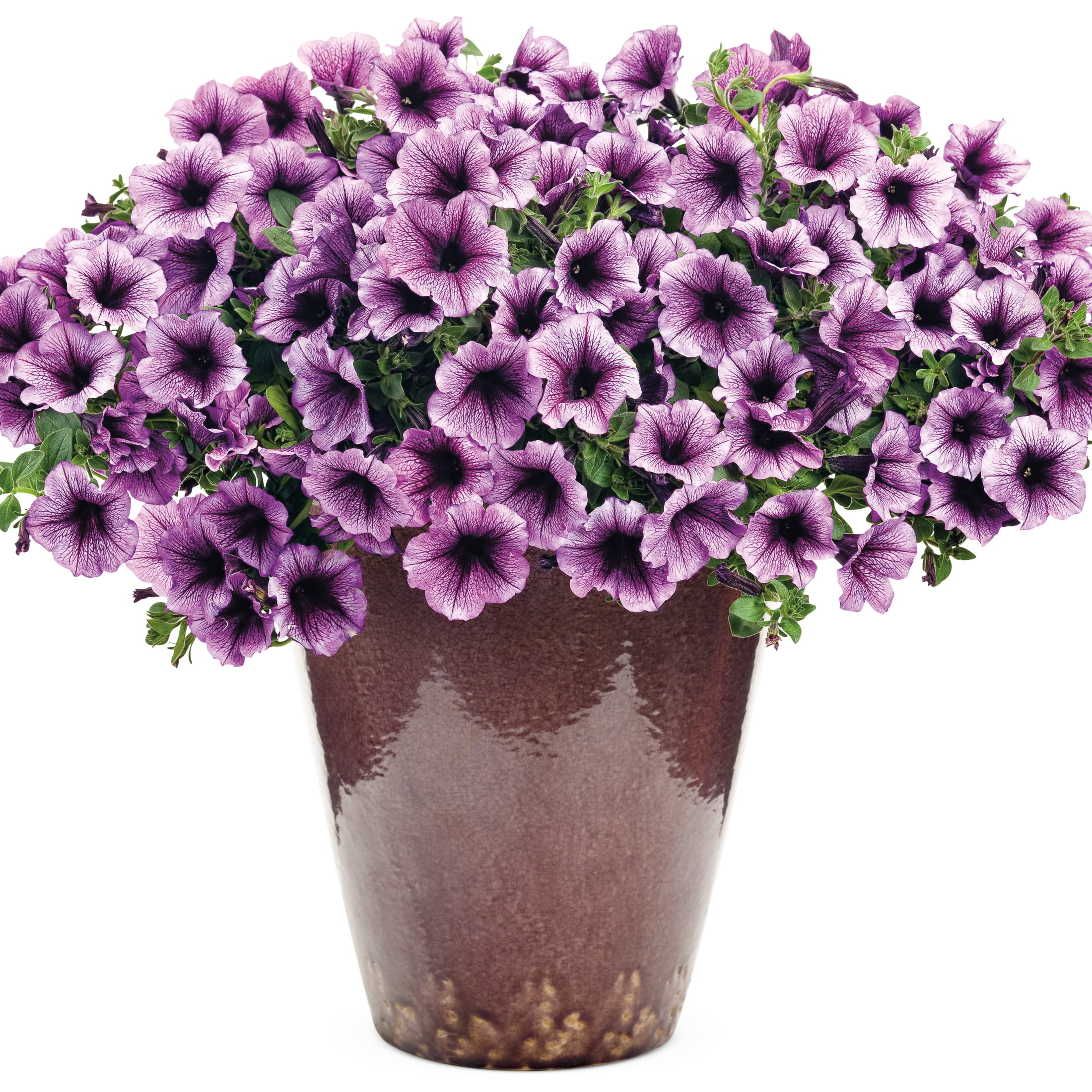 Proven Winners 4" Pink Supertunia Bordeaux Petunia Live Plant in 4.25" Pot (4 Count)