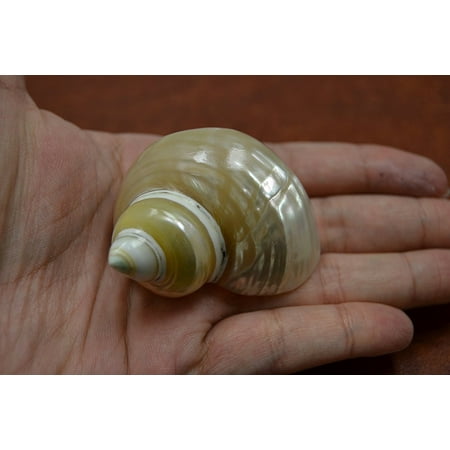 Pearl Turbo Shells (Small Mother of Pearl Turbo Hermit Crab Sea Shell 2